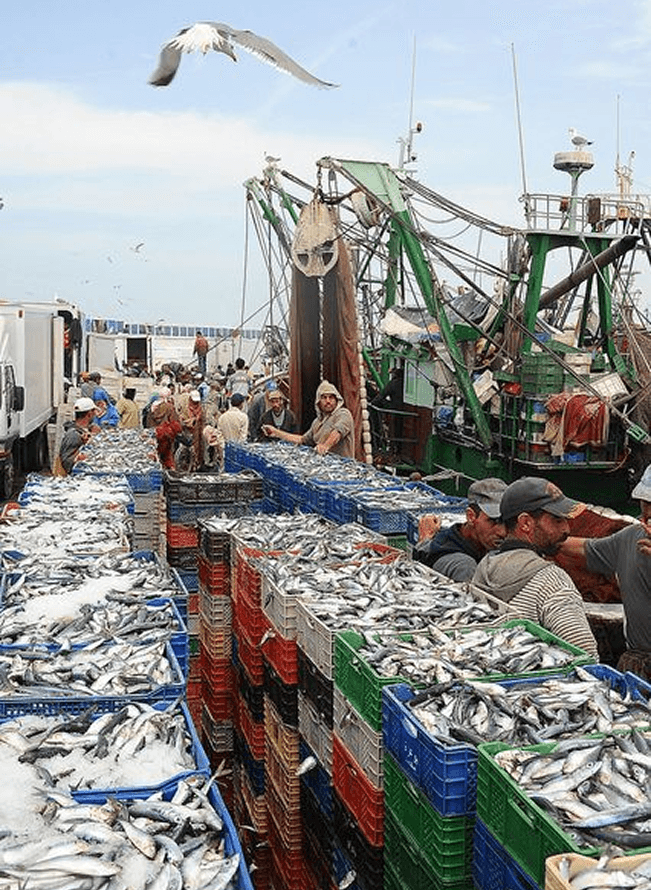 Fisherman and Fish Ponds