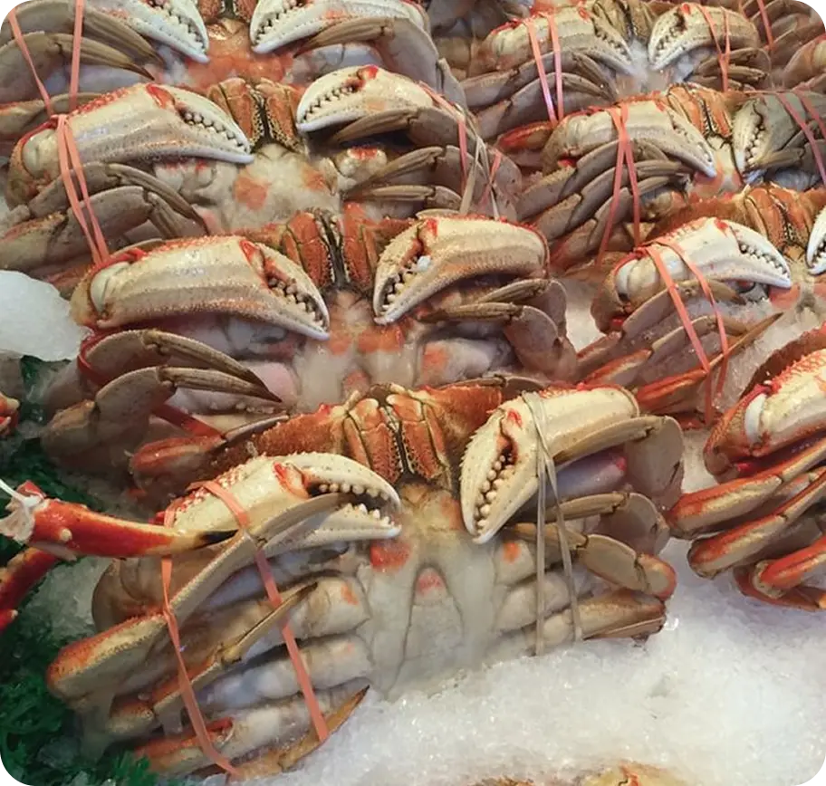 KEPITING