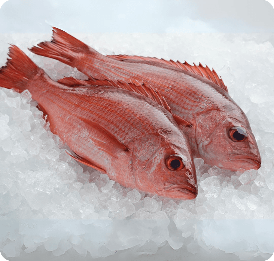 DEMERSAL FISH