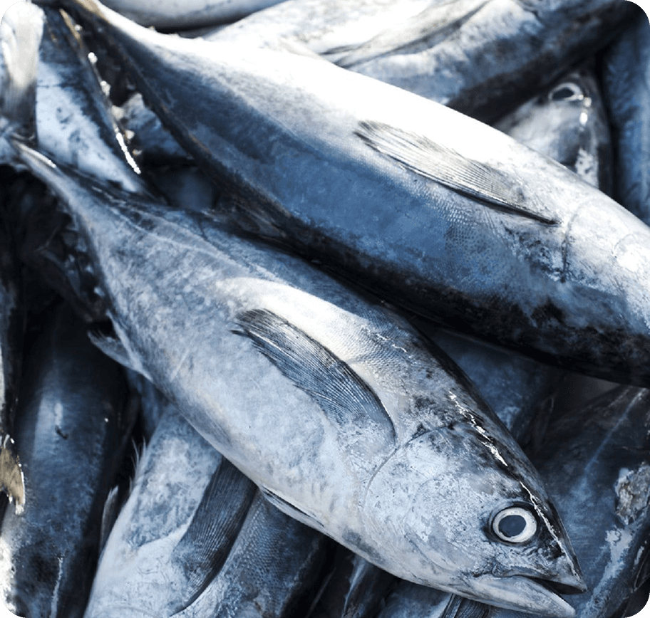 PELAGIC FISH