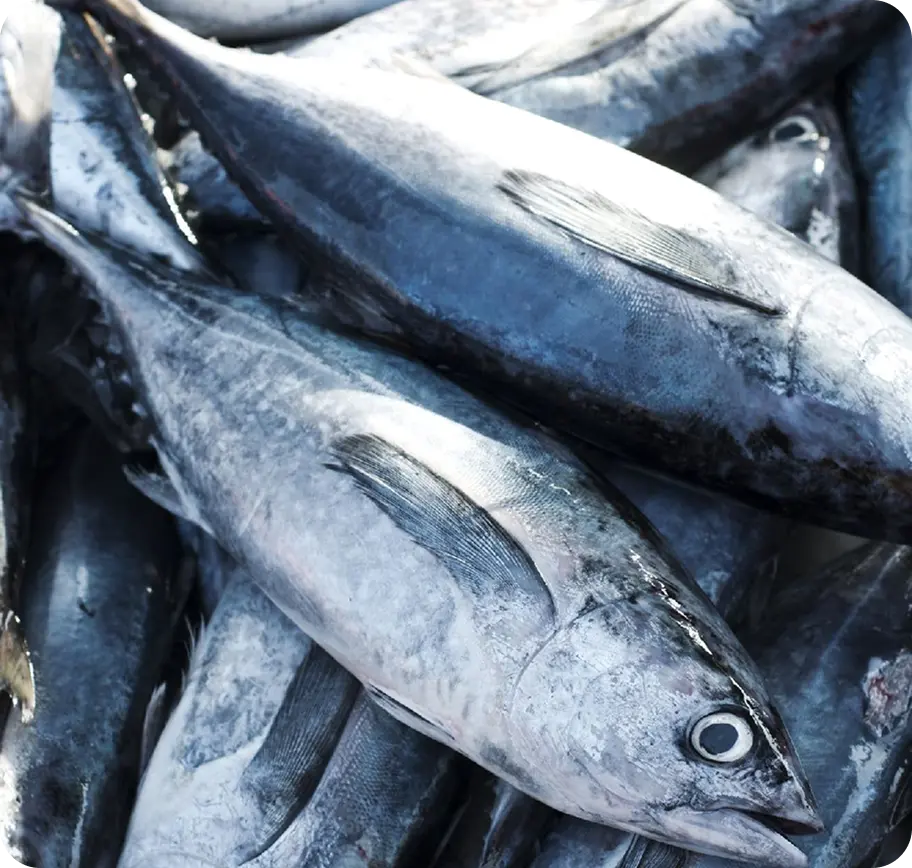 IKAN PELAGIS