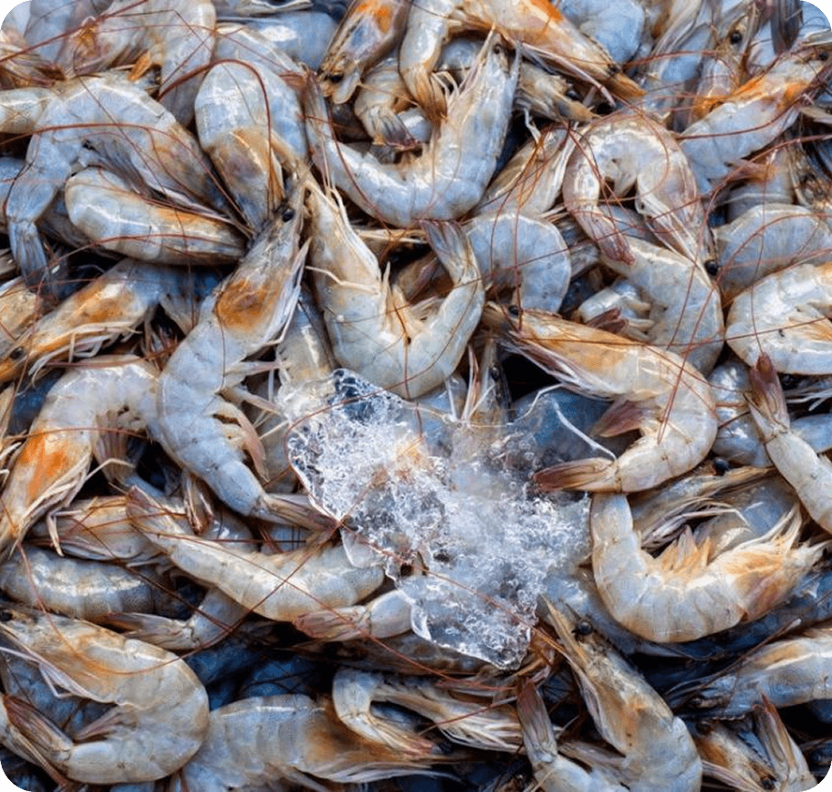 SHRIMP