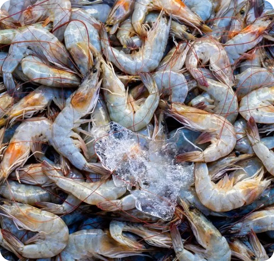 UDANG