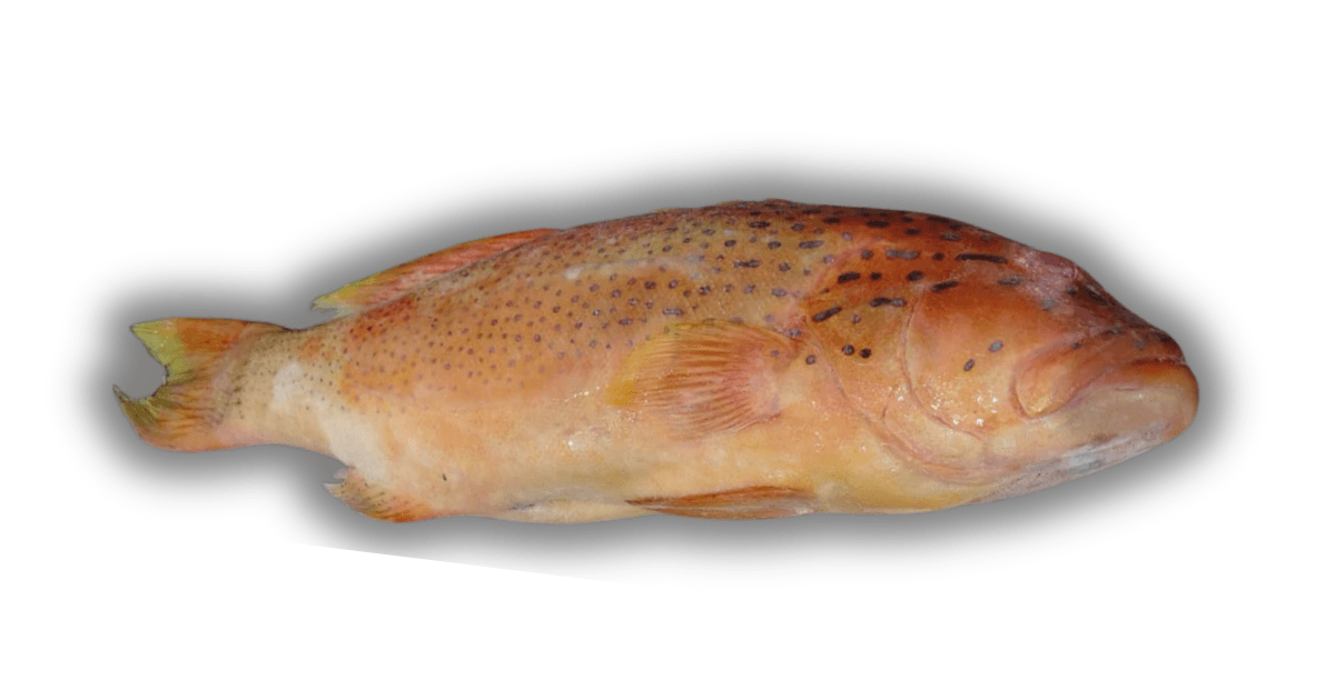 Grouper Fish