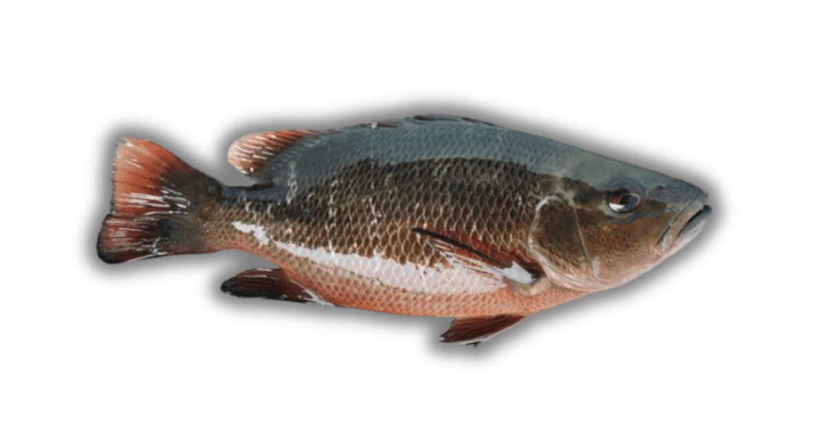 Snapper Fish