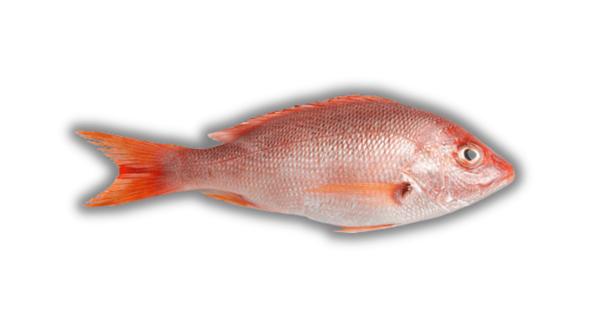 Red Snapper