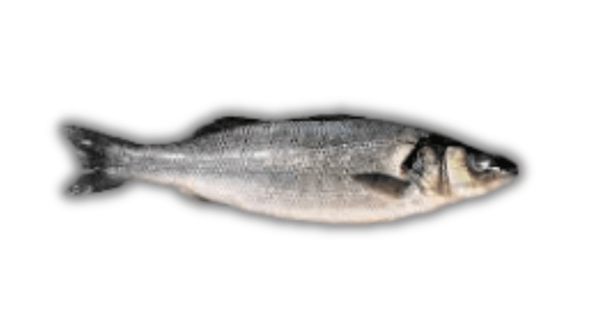 Sea Bass