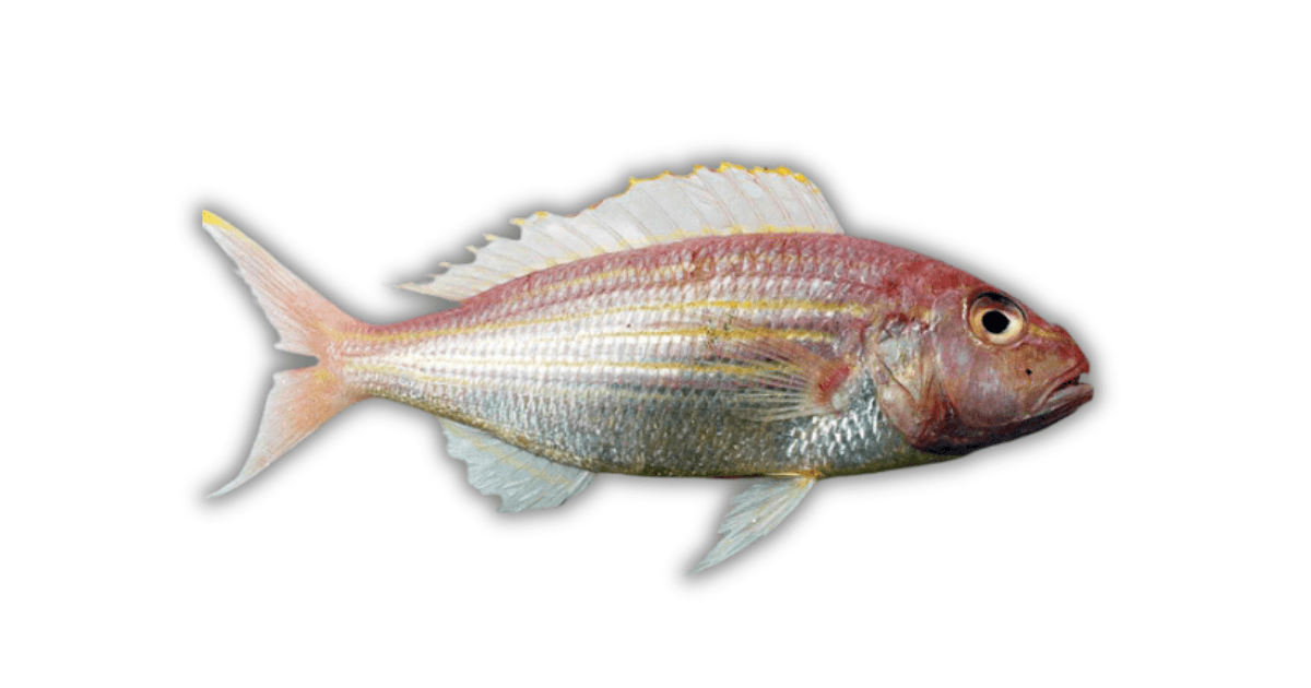 Threadfin Bream