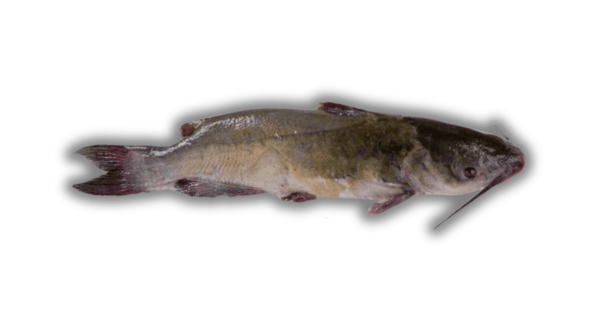 Sea Catfish