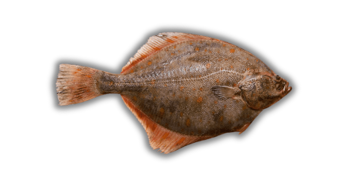 Flounder / Flatfish