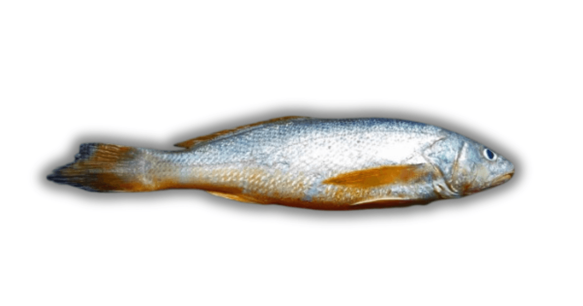 Croaker / Drum Fish