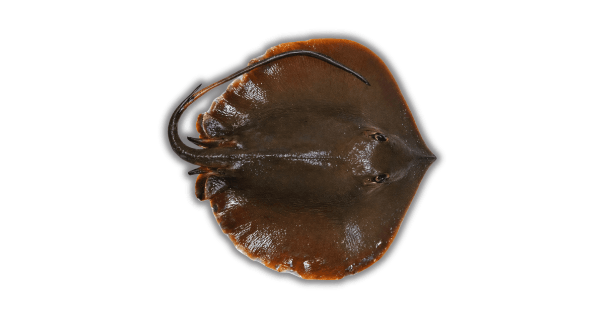 Stingray