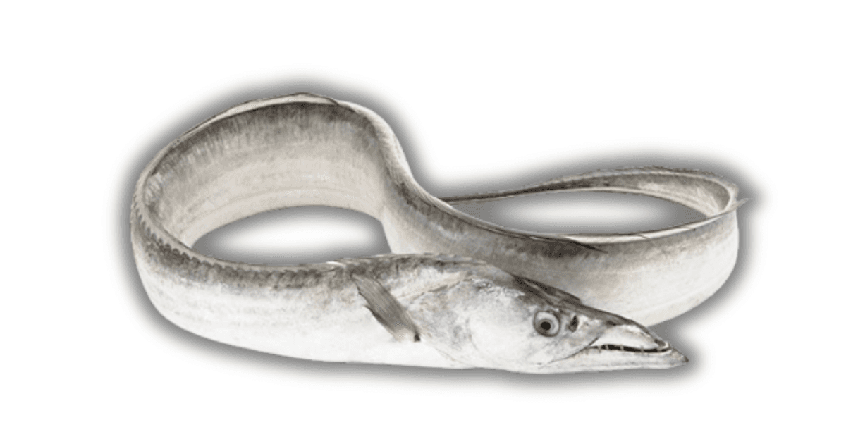 Largehead Hairtail / Ribbonfish