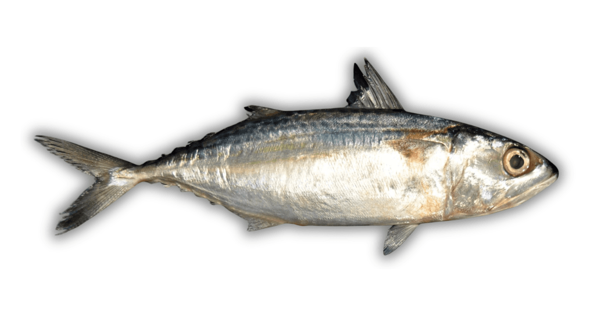Mackerel
