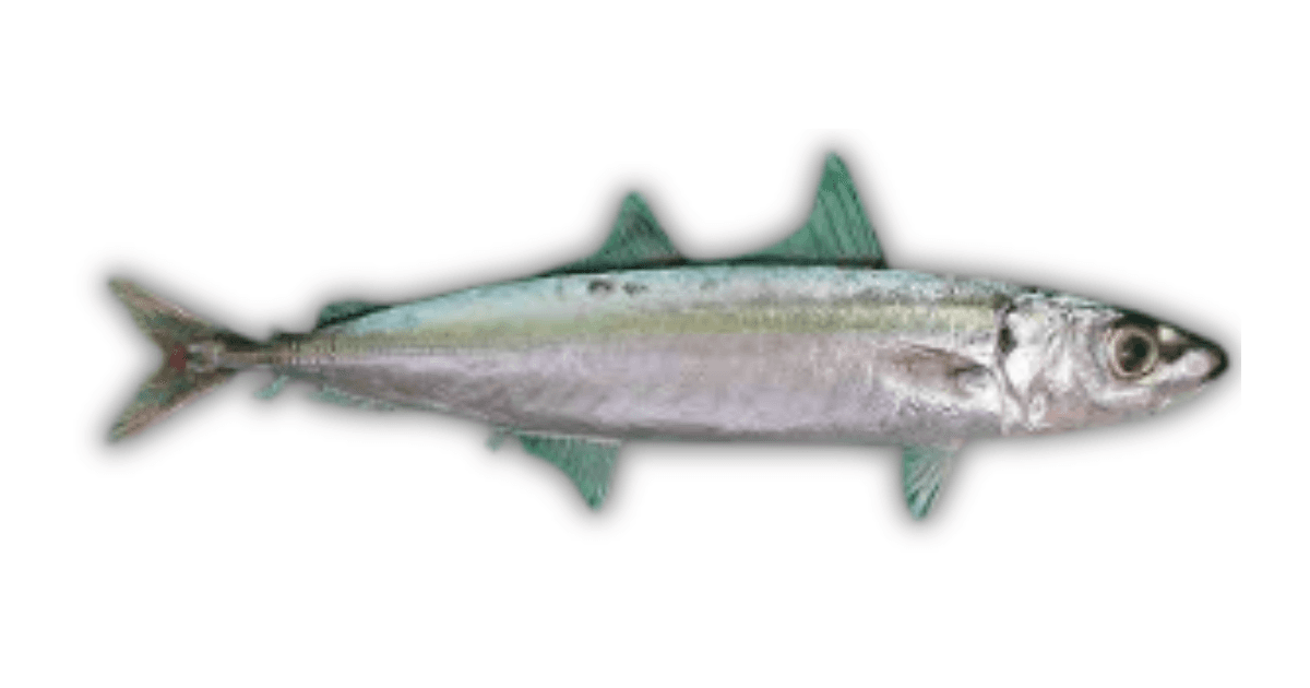Scad Fish