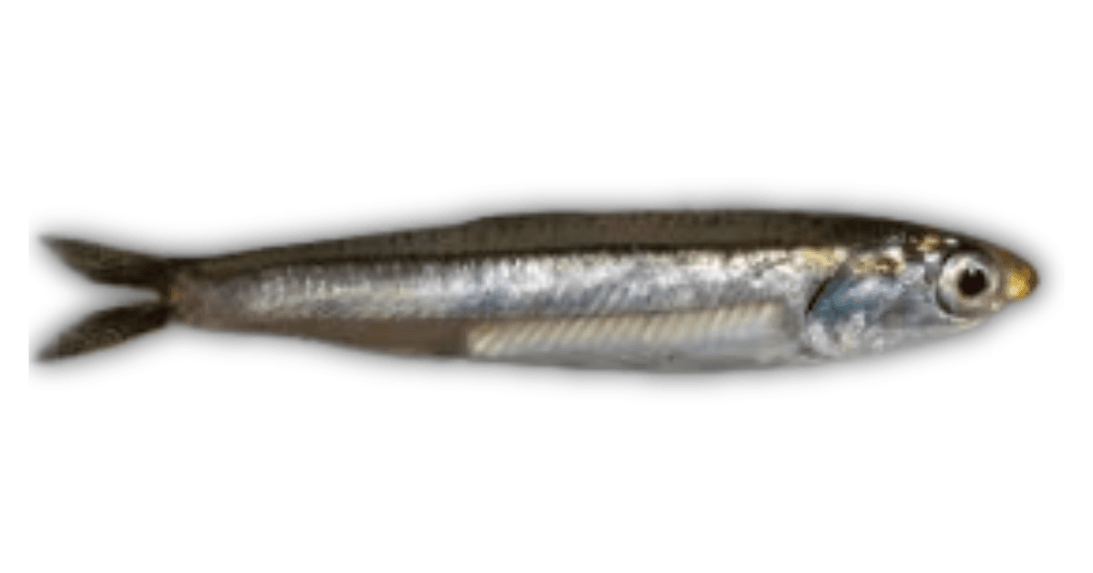 Anchovy