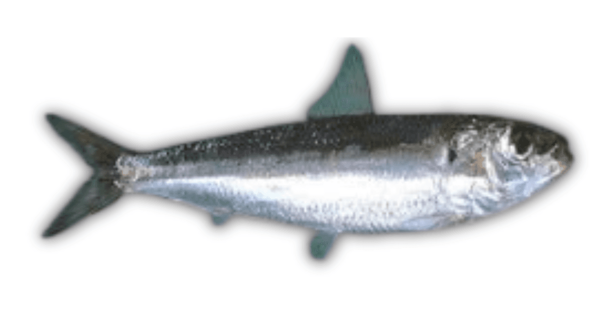 Sardine