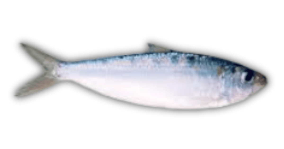 Goldstripe Sardine