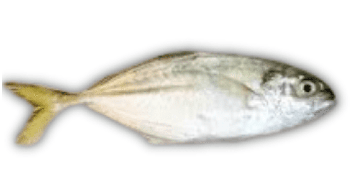 Bigeye Scad
