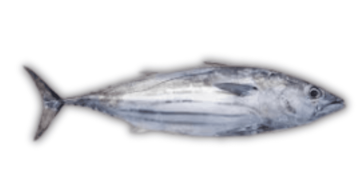 Skipjack Tuna