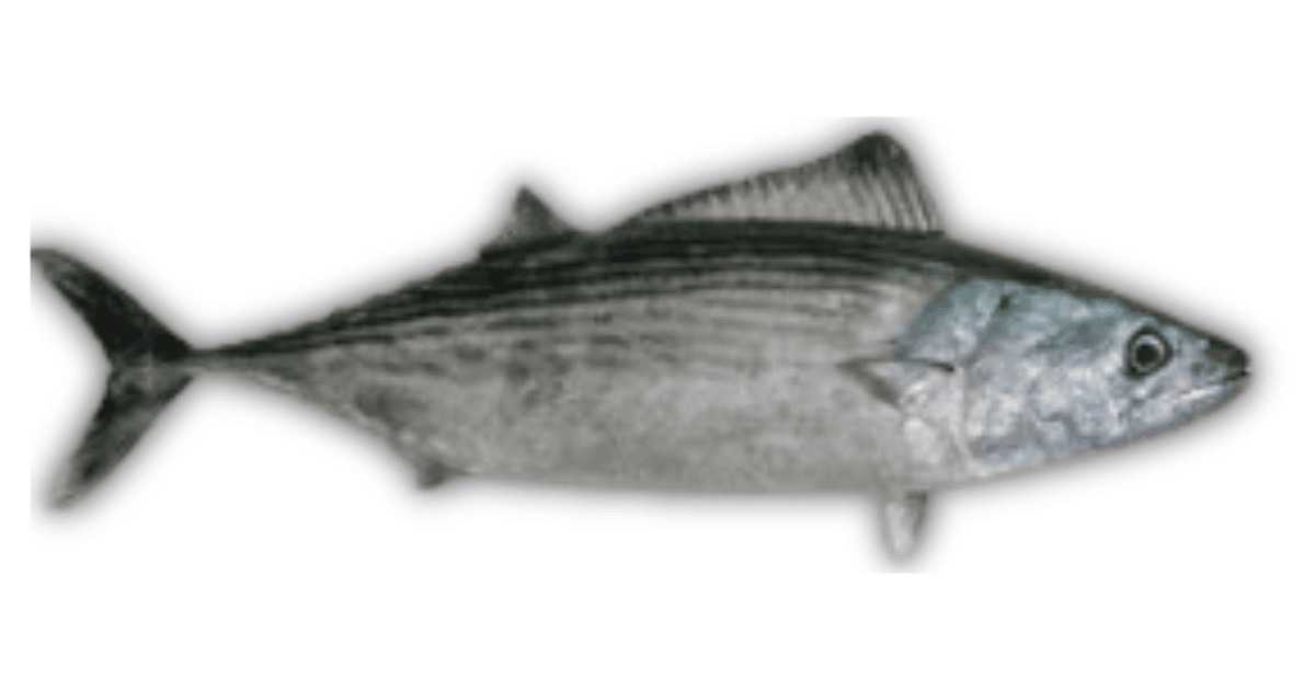 Mackerel Tuna