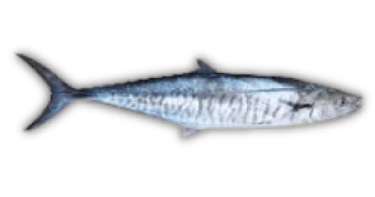 Spanish Mackerel