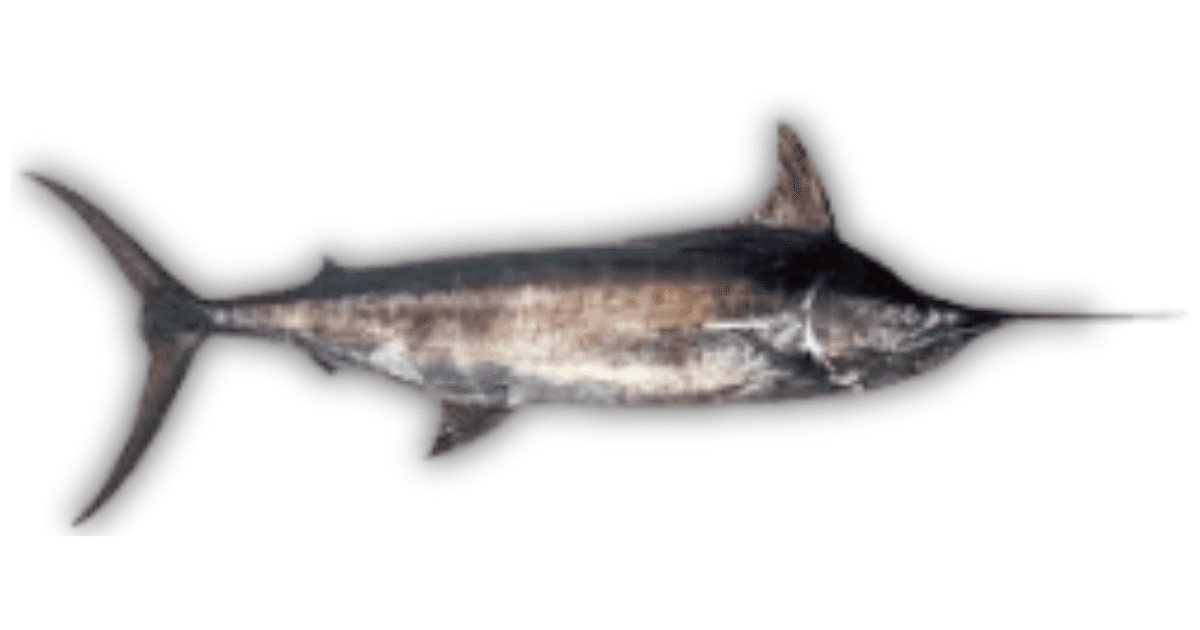 Marlin