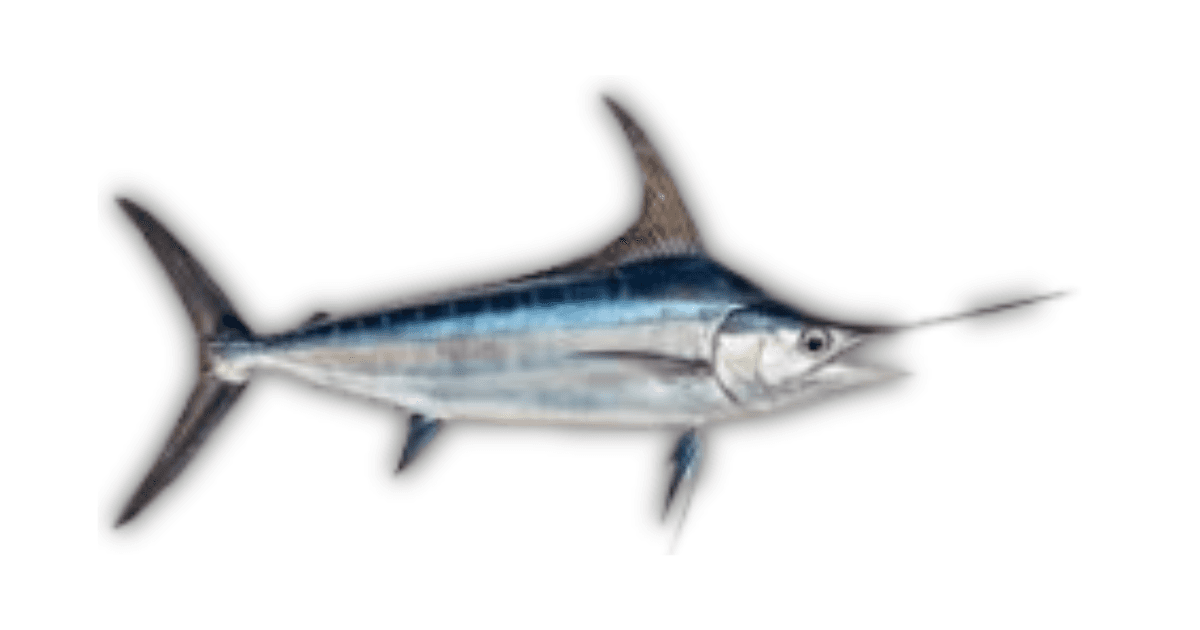 Swordfish