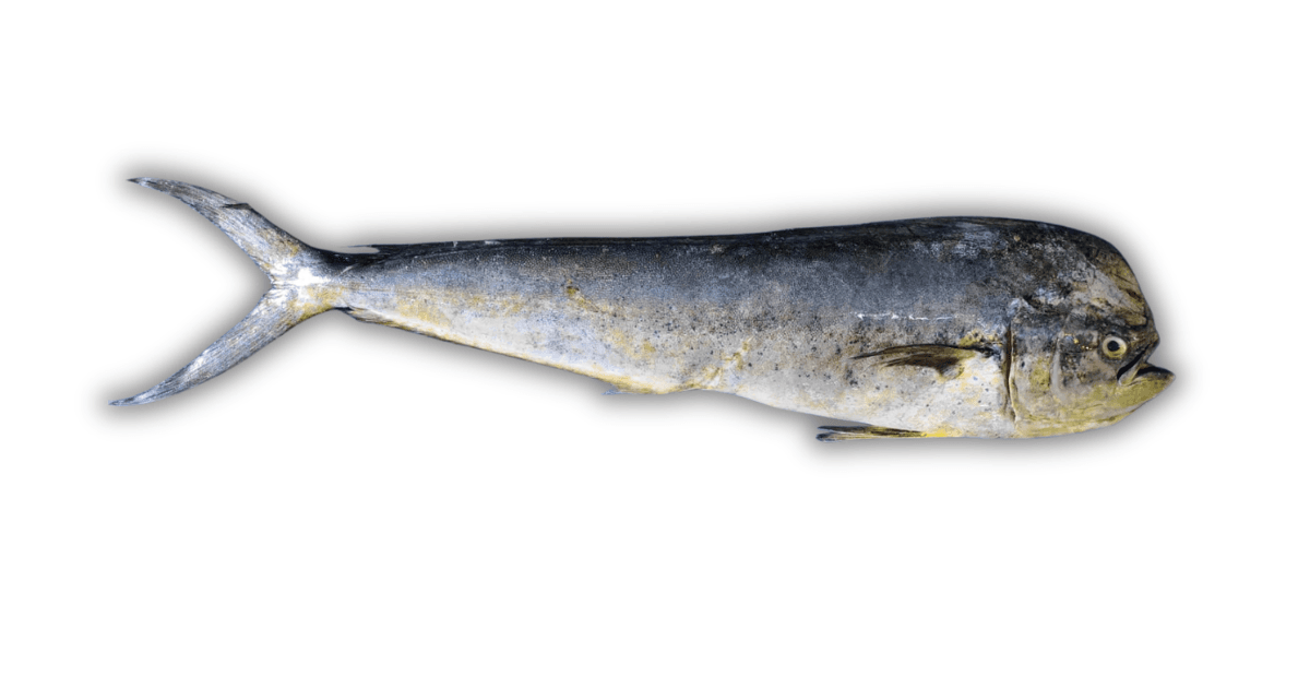 Mahi-mahi