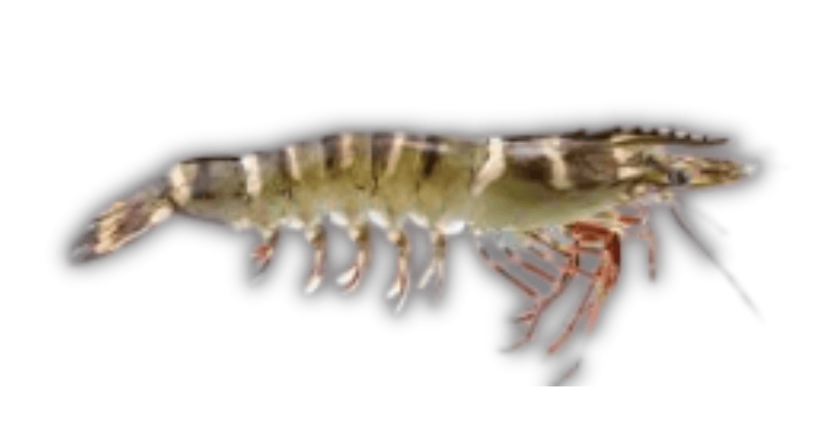 Tiger Prawn