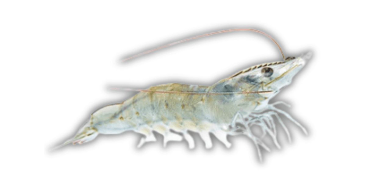 Whiteleg Shrimp