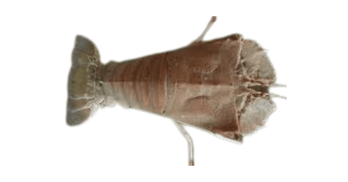 Slipper Lobster