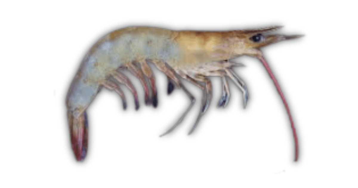 Endeavour Prawn