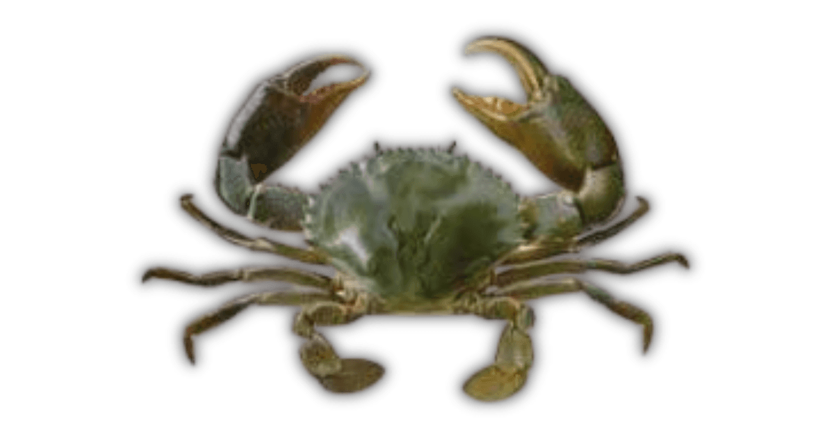 Mud Crab