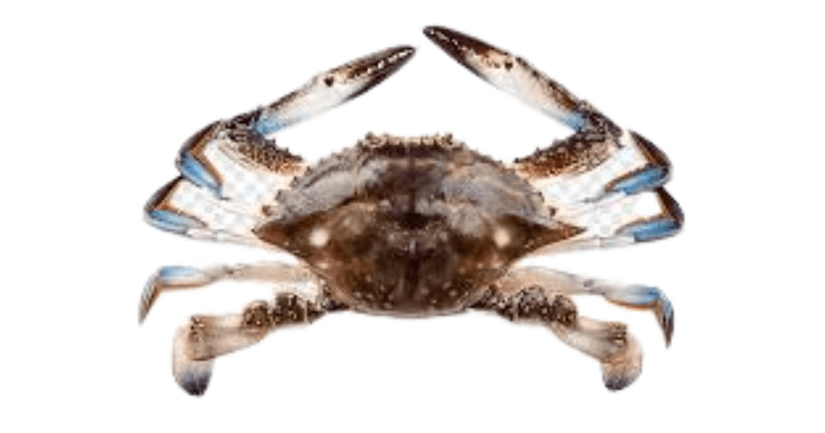 Blue Swimming Crab