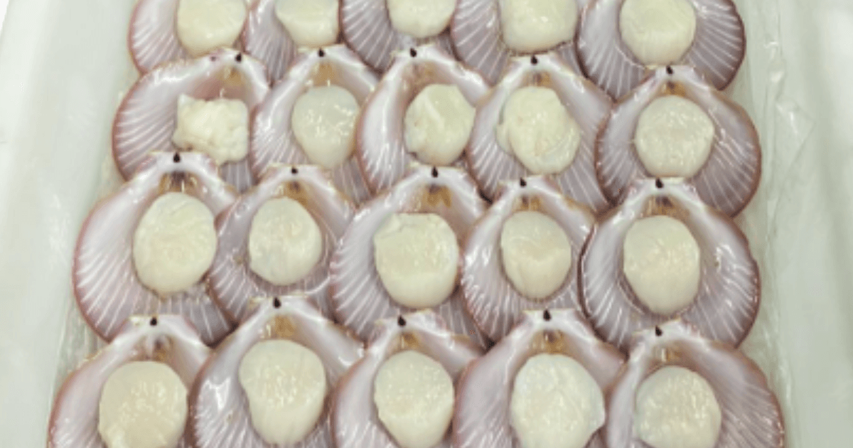 Scallop