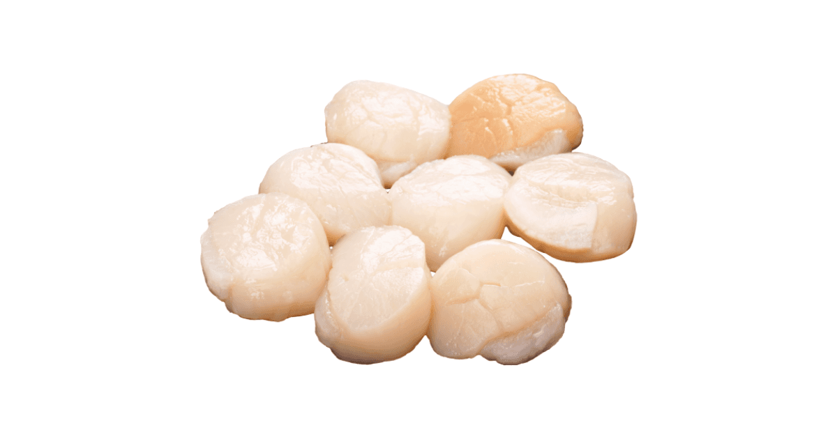 Scallop Meat