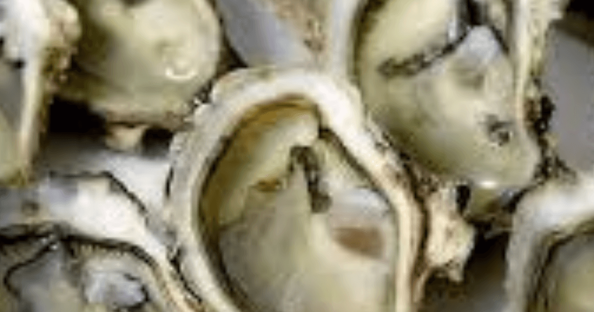 Oyster