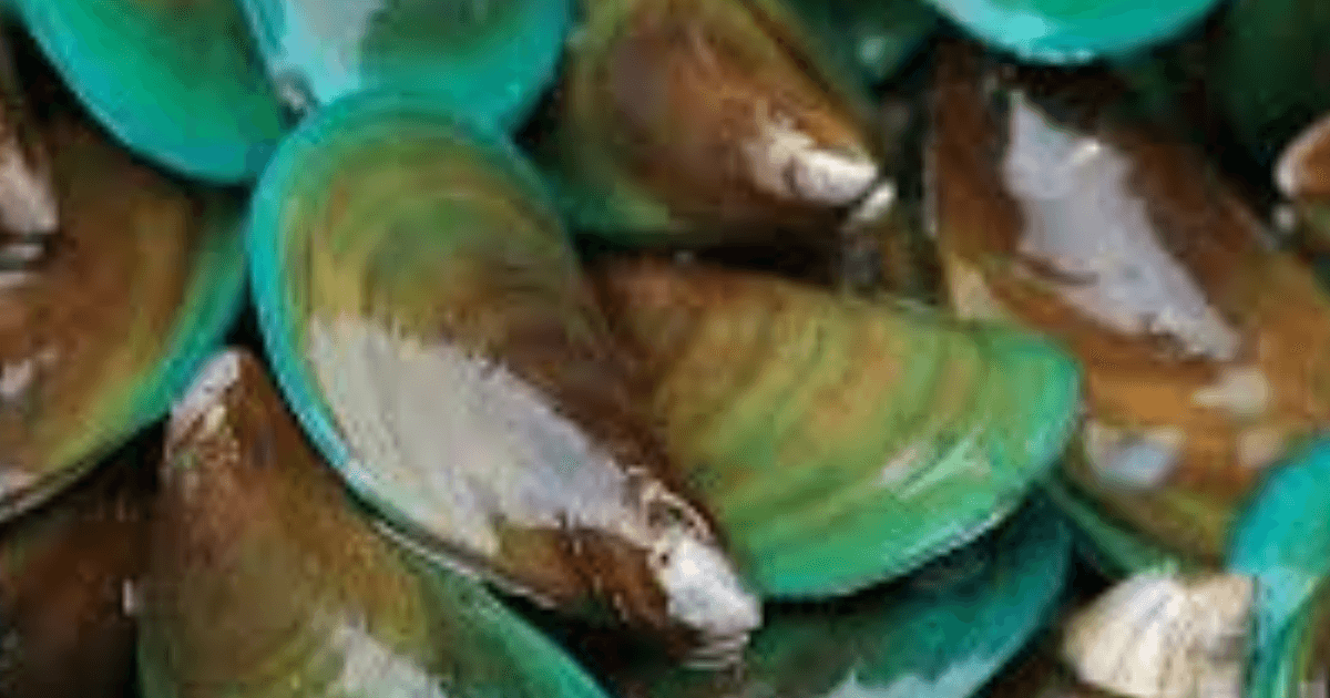 Green Mussel