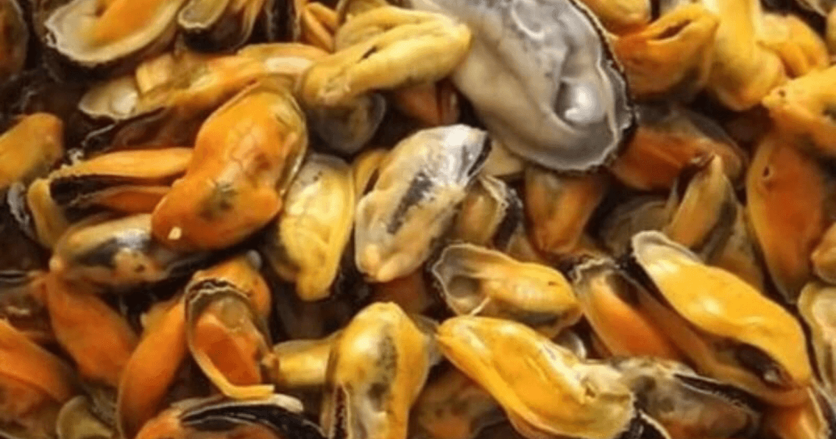 Green Mussel Meat