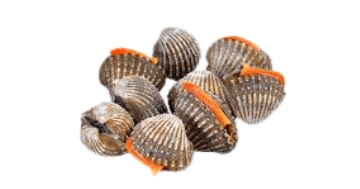 Blood Clam