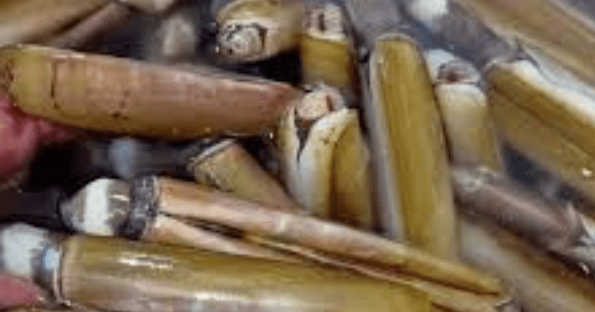Razor Clam