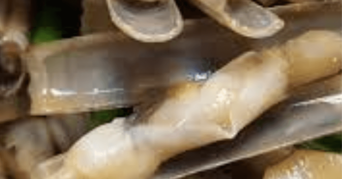 Razor Clam Meat