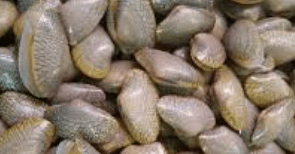 Batik Clam