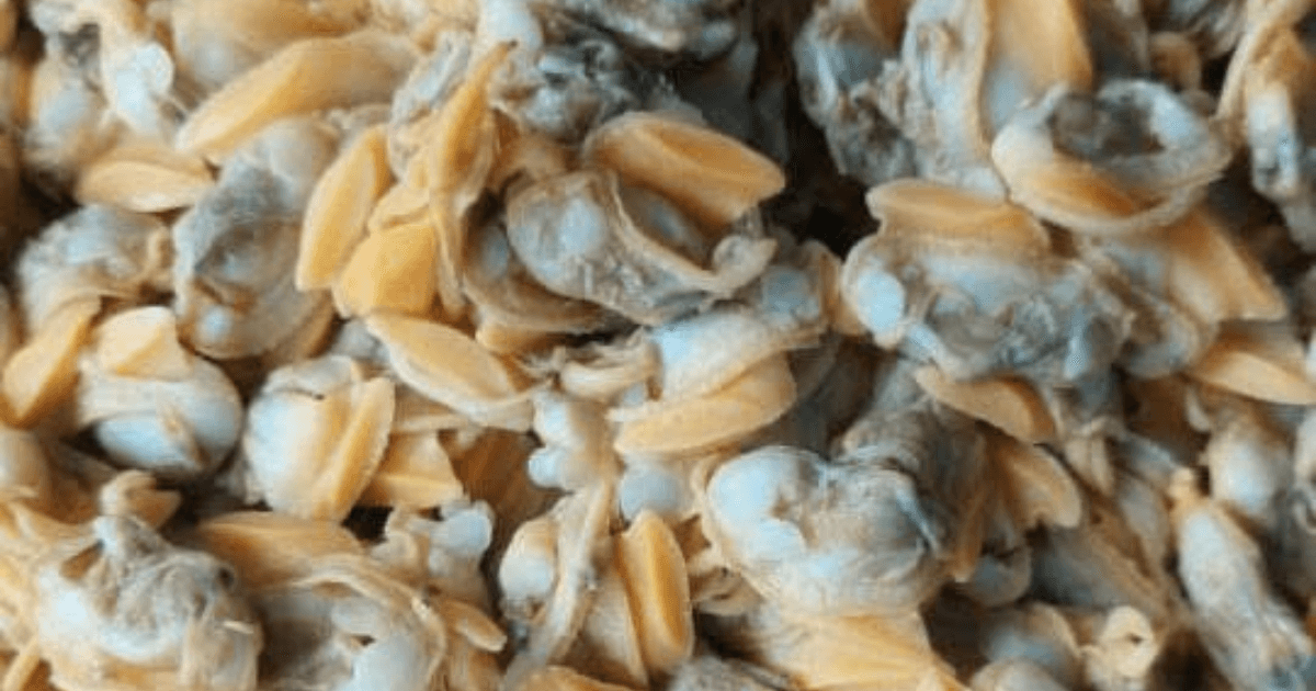 Batik Clam Meat