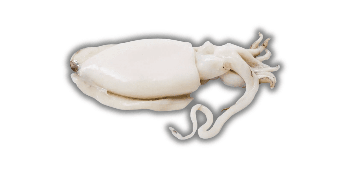 Cuttlefish