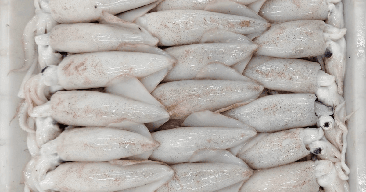 Loligo Squid
